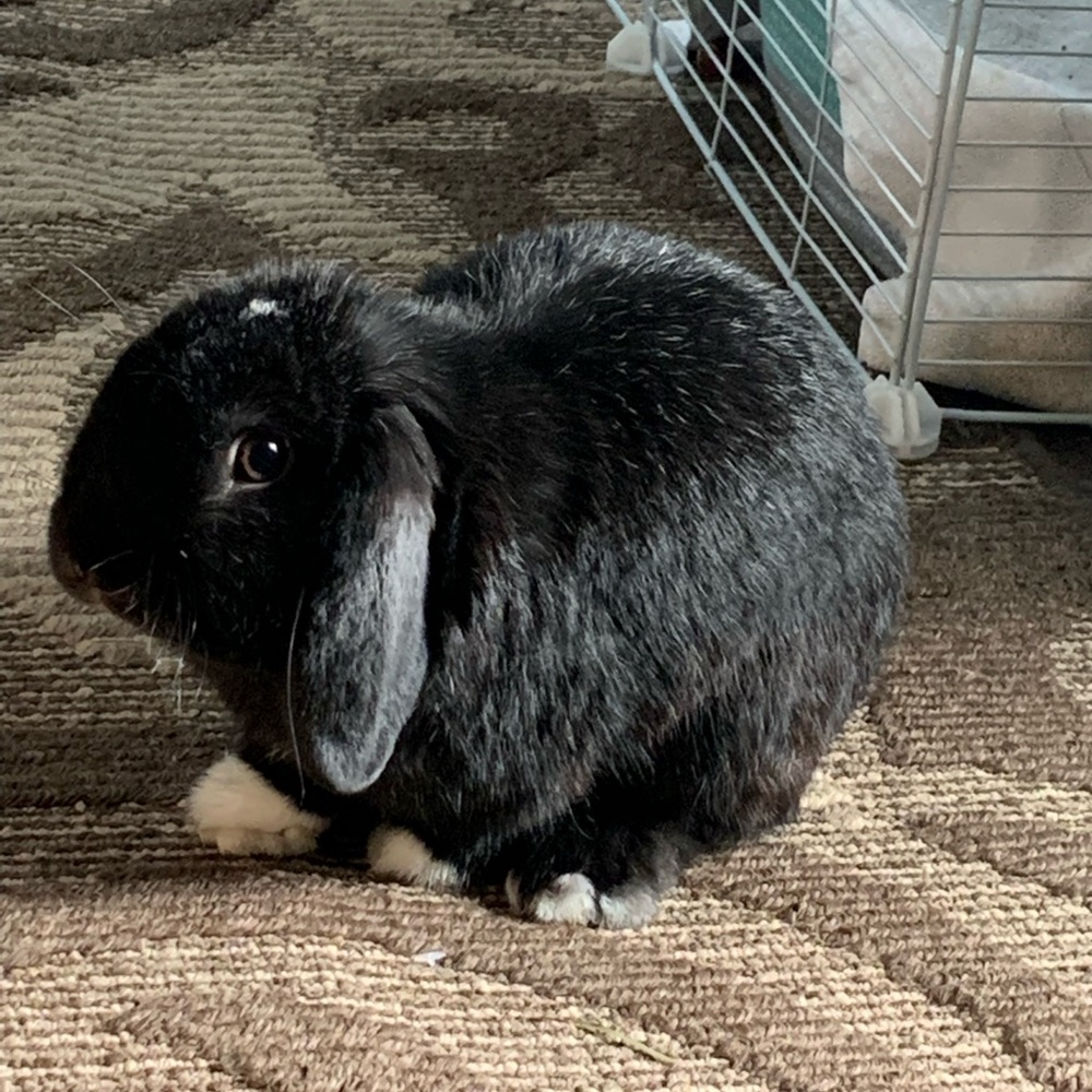 🐰 FOLLOW GAME w/TANK 🐰| Goal: 100K - Picture 7 of 10